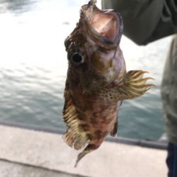 恵曇港初ライトゲーム