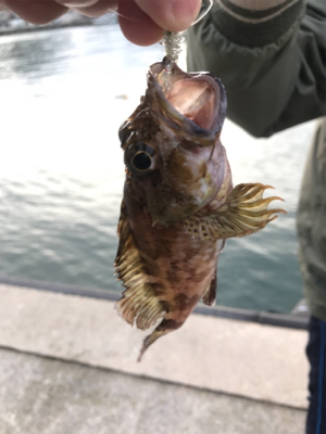 恵曇港初ライトゲーム