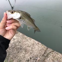 アジを求めて⑫