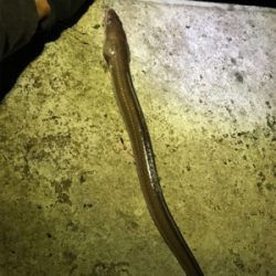 投げ釣りで真鯛