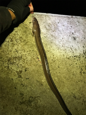 投げ釣りで真鯛