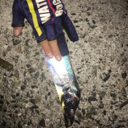 太短くて、よく引く！