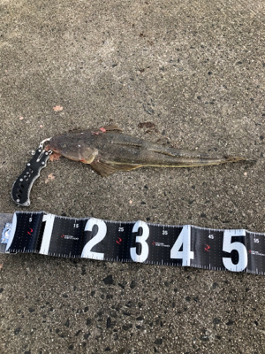 昼からのジギング*エギング‼︎