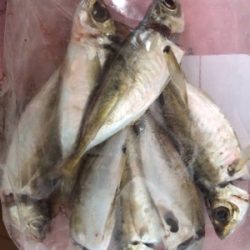 一カ月ぶりのアジング