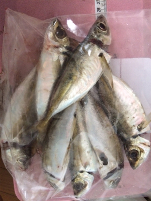 一カ月ぶりのアジング