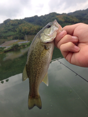 ターンオーバー桜池