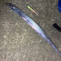 難し〜ぃ太刀魚釣り