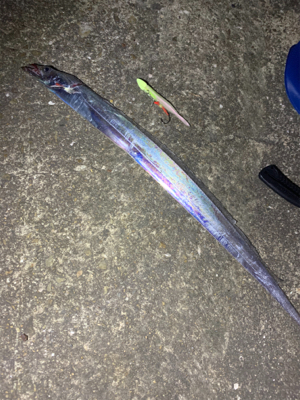 難し〜ぃ太刀魚釣り