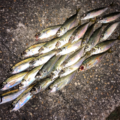 入れ食いアジング