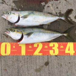 嬉しいタチウオ