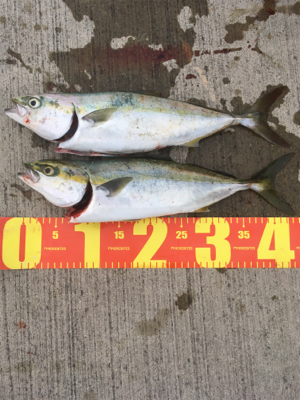 嬉しいタチウオ