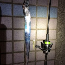 タチウオワインド