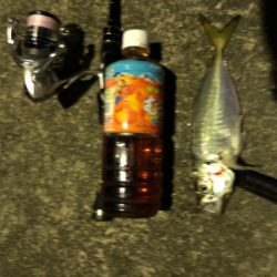 アジング   良型アジ激減