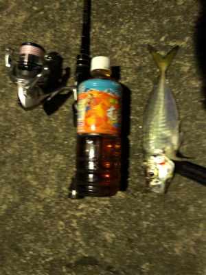 アジング   良型アジ激減