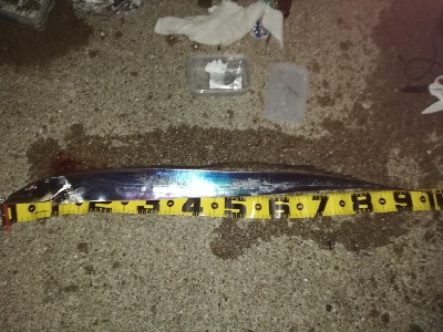 ドラゴン取ったどぉ