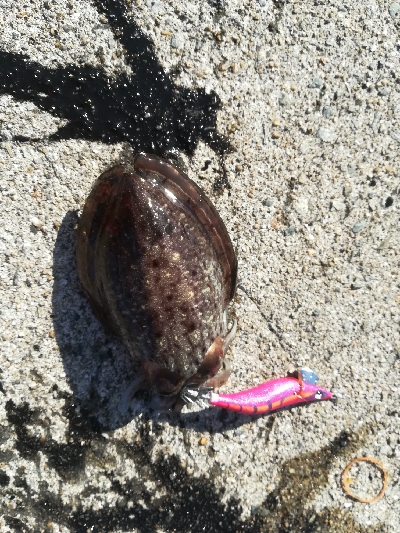 アオリイカ不発