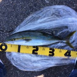 ショアジギング初心者の釣果