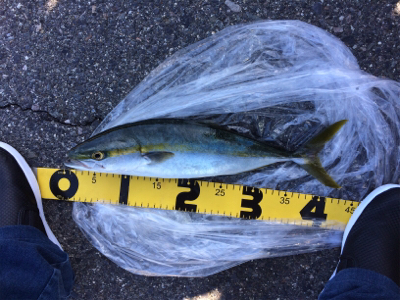 ショアジギング初心者の釣果