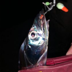 今季初物ドラゴン！