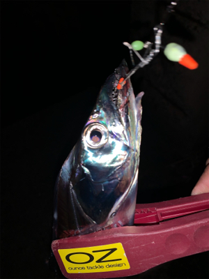 今季初物ドラゴン！