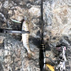 初めてのトラウト