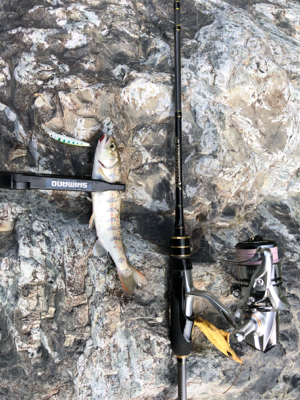 初めてのトラウト