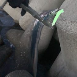 朝まづめタチウオ釣りから青物釣り