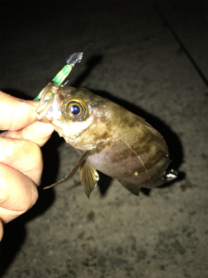 メバリング釣行