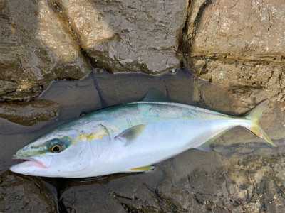 トップでハマチ