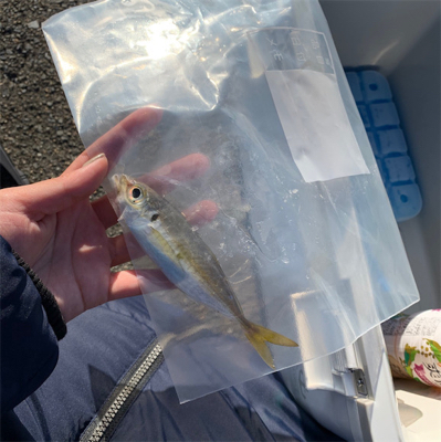 太刀魚渋い