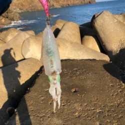 ランガンエギング