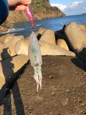 ランガンエギング