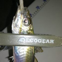 ナイトアジング