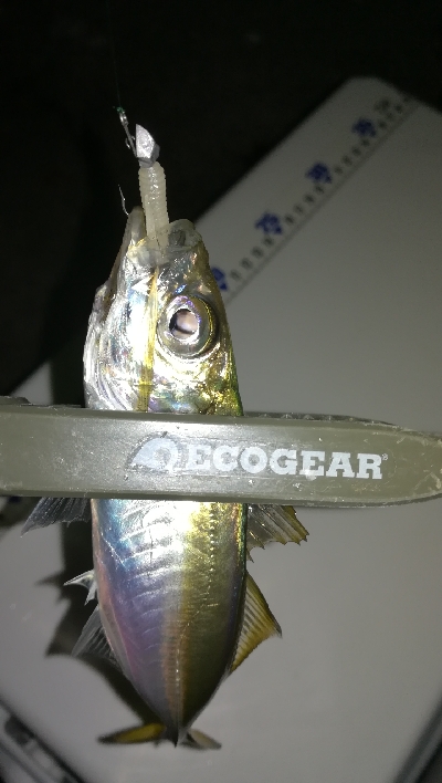 ナイトアジング