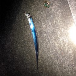 ホームのタッチー調査