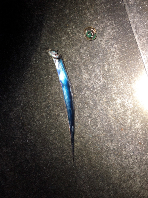 ホームのタッチー調査