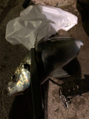 淡路島遠征アジング