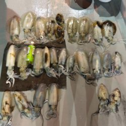 半夜テップラン