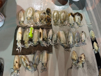 半夜テップラン