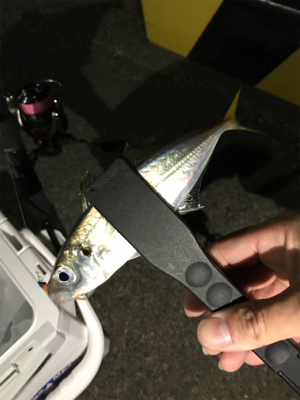 エギングのちアジング