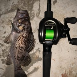 水温下がってお魚元気！