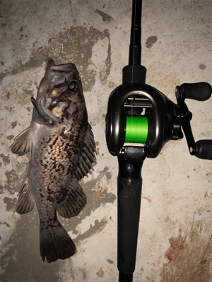 水温下がってお魚元気！