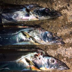 青物狙いでしたがタチウオ三昧^_^