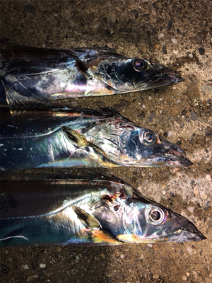 青物狙いでしたがタチウオ三昧^_^