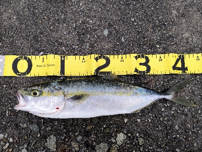 雨の中ショアジギ