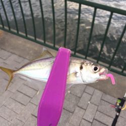 大阪湾奥アジング デイゲームで豆アジ
