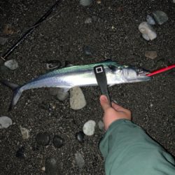 最強ルアーはやっぱり効く