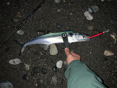 最強ルアーはやっぱり効く