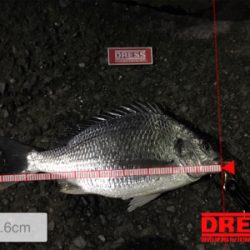 久しぶりのキビレ！