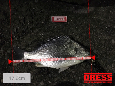 久しぶりのキビレ！